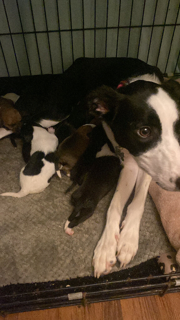 7 puppies for sale