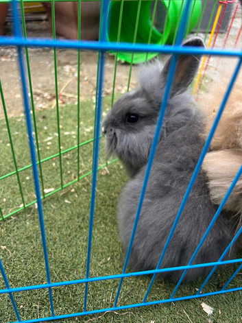 Grey teddywidder