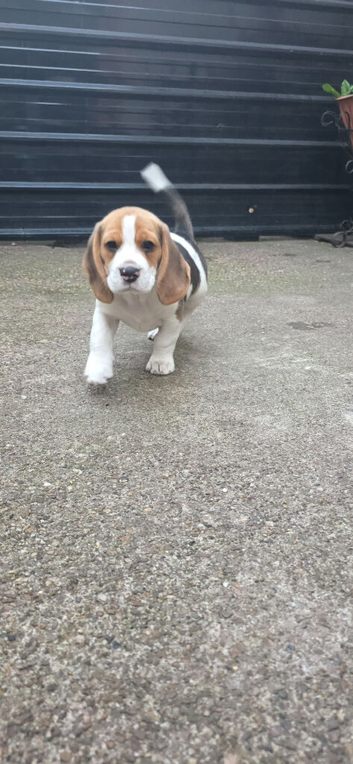 Beautiful Beagle Puppies