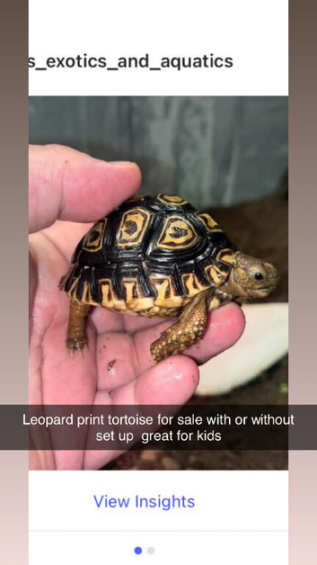 Leopard print tortoise