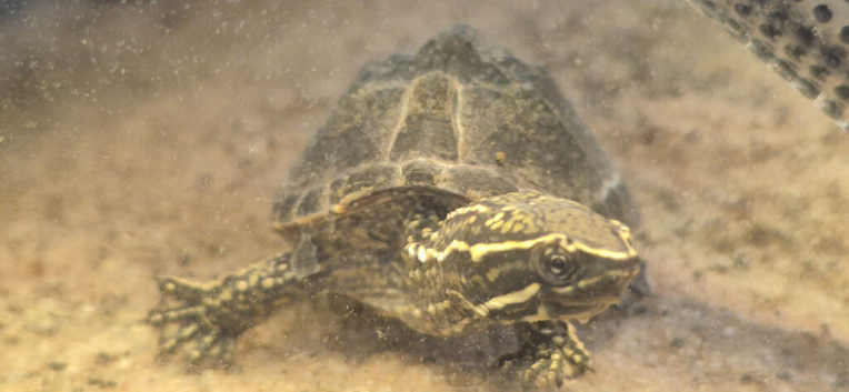 Common musk turtle