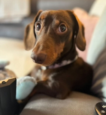 Chocolate and tan miniature dachshund boy for stud