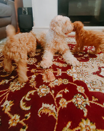 Toy cavapoo