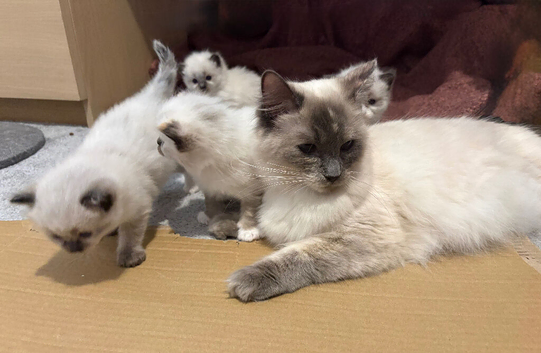 Beautiful Ragdoll kittens