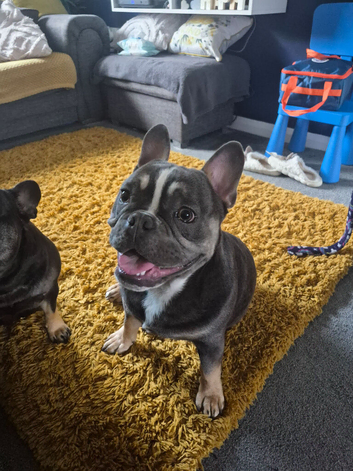 French/English bulldog puppy