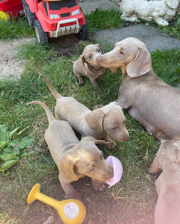 Isabella and tan mini miniature dachshund