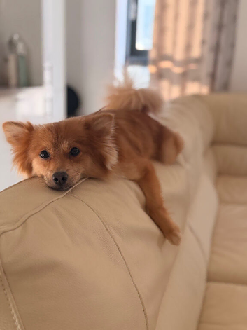 Spitz