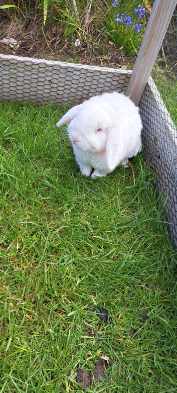 Male Albino Rabbit