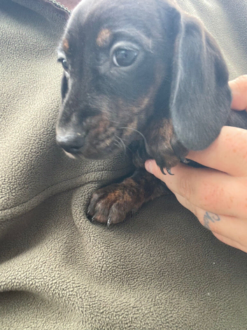 Dachshund 1 little princess left 8 weeks old