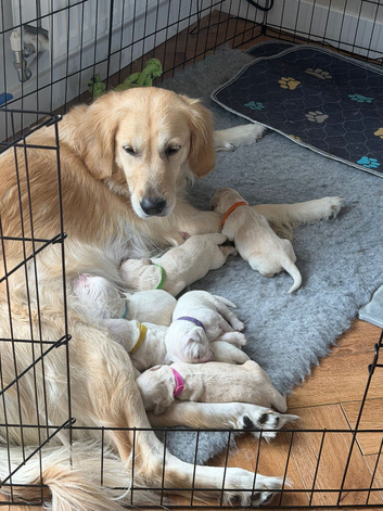 6 beautiful golden retriever puppies