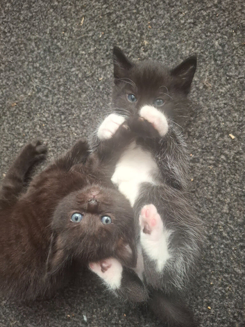 3 beautiful female kittens