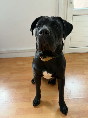 Presa canario 15 month old male