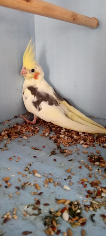 Cockatiel DNA Cock bird