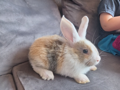 5 bucks 8wks old ready now
