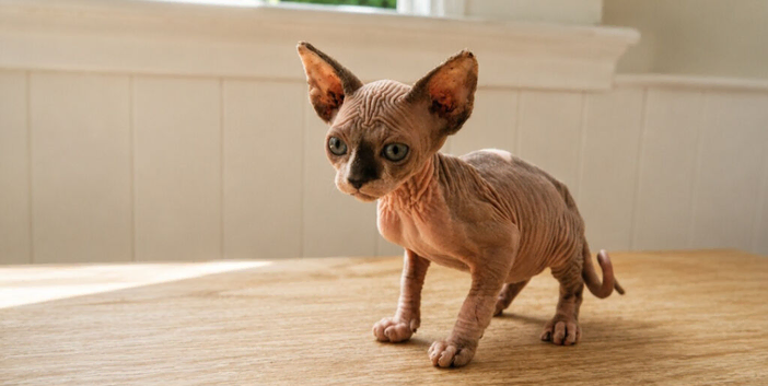 One Beautiful Girl Sphynx