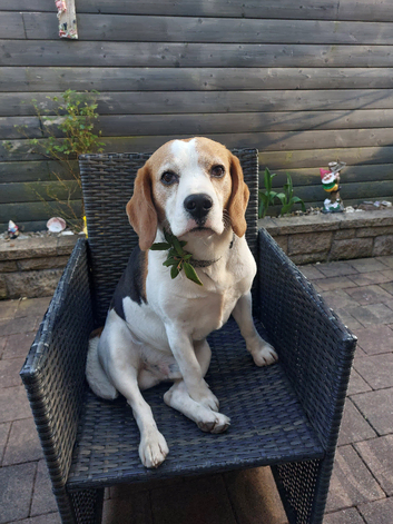 Beagle for stud