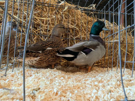 Call ducks - mallard and blue fawn varieties