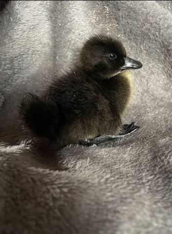 Pure Cayuga ducklings
