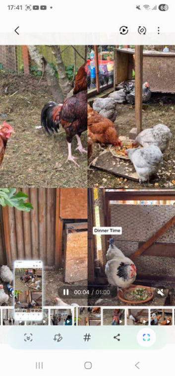 Healthy Mixed Breed Chickens for Sale &ndash; Laying Hens & Roosters (Sparkhill)