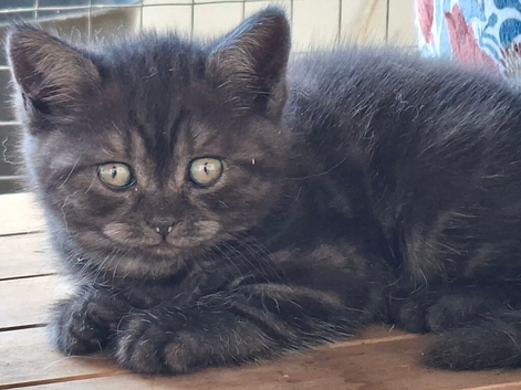 Black smoked tabby kittens