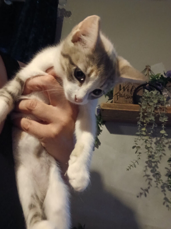 6 month girl