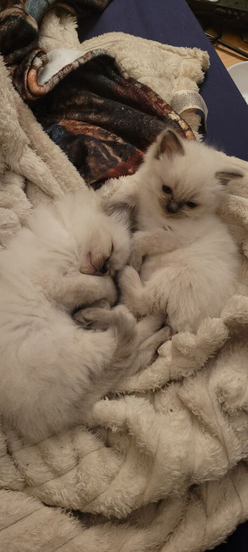 Ragdoll kittens