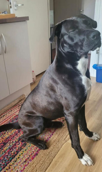 Cane corso mix puppies