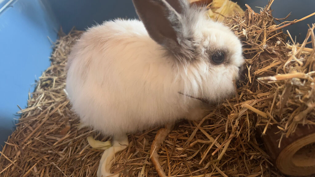 Lionhead Rabbit for Sale &ndash; Cage Included