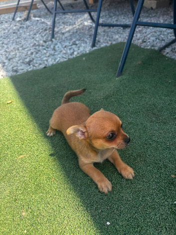 Chihuahua