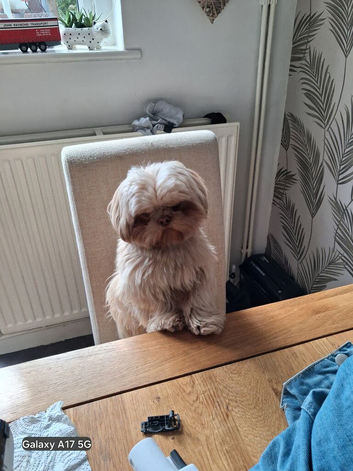 Shihtzu