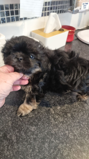 READY TO LEAVE NOW.  OPEN TO OFFERS KC stunning very tiny dobie baby boys