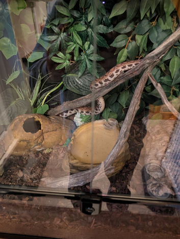 My Brazilian rainbow boa
