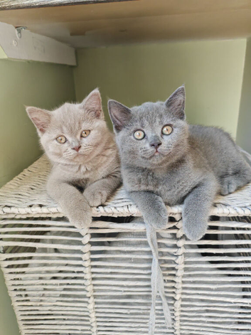 Chunky British Shorthair Kittens