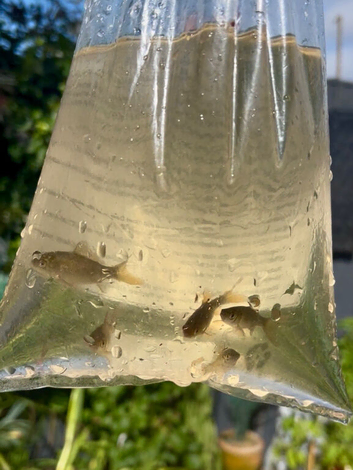 5 x Healthy baby pond gold/brown goldfish.