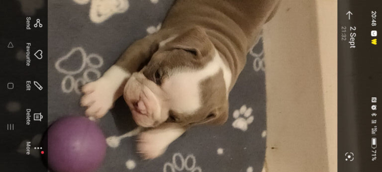 English bulldog puppies