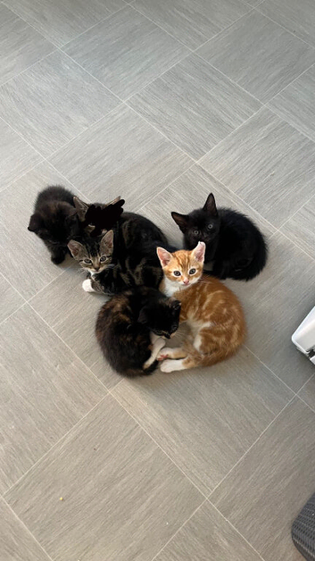 5 beautiful kittens looking for new homes