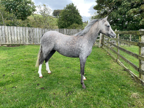 Welsh A filly