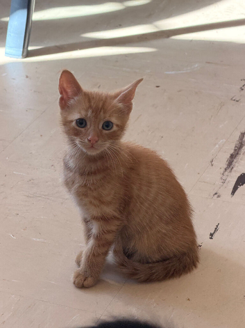 Ginger kitten
