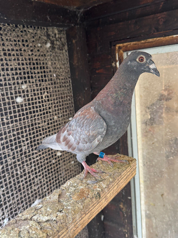 Coloured racing pigeons