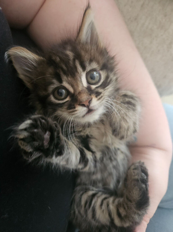 Kitten - Girl