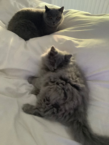 Longhaired Blue purring machine in Co.Down