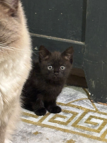 Half Ragdoll Kitten &ndash; Ready Soon