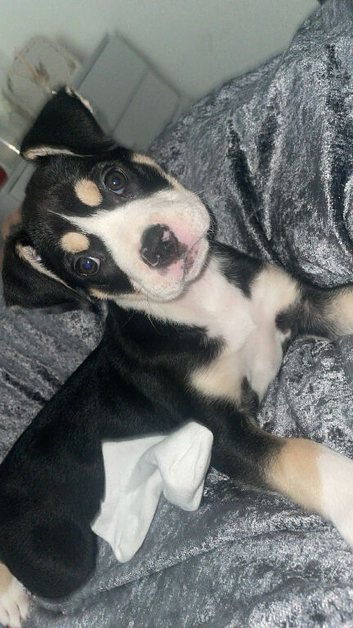 Akita x Bulldog Puppy