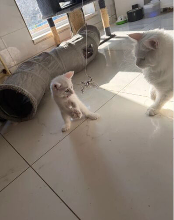White Polydactyl Female Kitten &ndash; Maine Coon Type