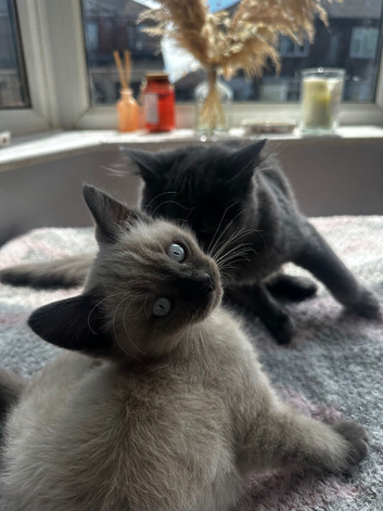 Male ragdoll