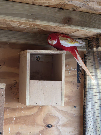 Rubino rosella