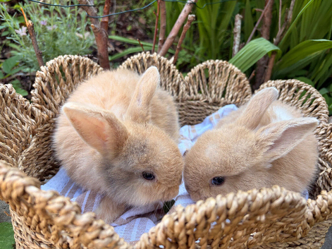 *Netherland x mini lop girls*