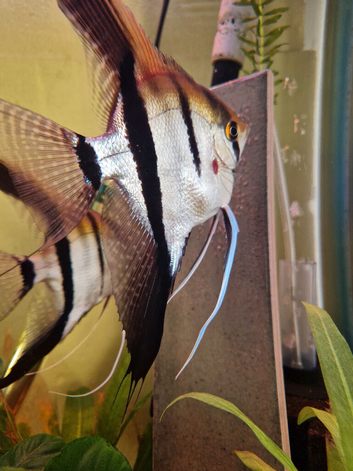 Red Back Manacapuru Angelfish.