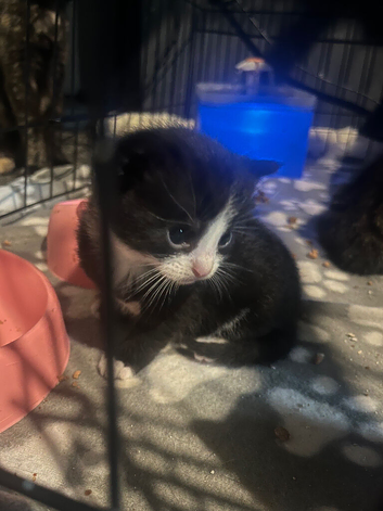 Kittens