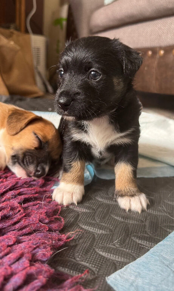 Stunning Coloured Jack Russell Puppies